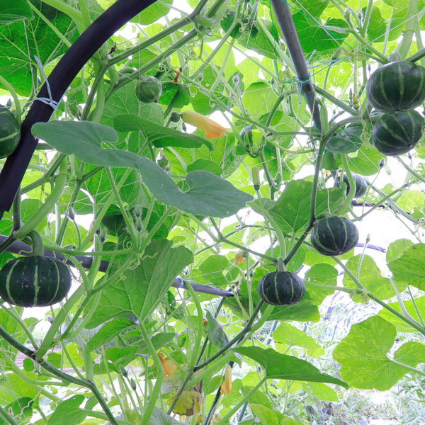 [26年4月下旬予約]カボチャ：パンプキッズ自根苗3.5号ポット