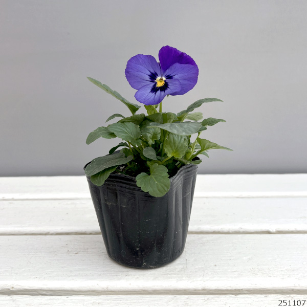 パンジー:よく咲くスミレ ラムレーズン3-3.5号ポット