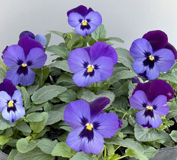 パンジー:よく咲くスミレ ラムレーズン3-3.5号ポット