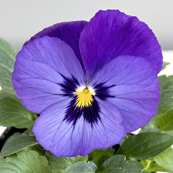 パンジー:よく咲くスミレ ラムレーズン3-3.5号ポット