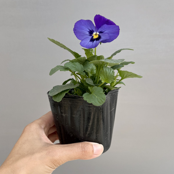 パンジー:よく咲くスミレ ラムレーズン3-3.5号ポット