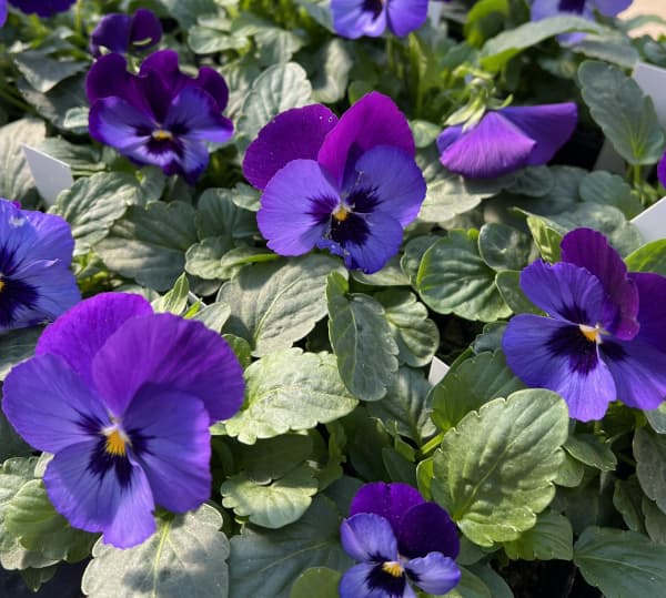 パンジー:よく咲くスミレ ラムレーズン3-3.5号ポット