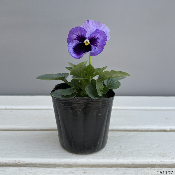 パンジー：デルタプロ（PRO） ラベンダーブルーシェード 3～3.5号ポット 2株セット