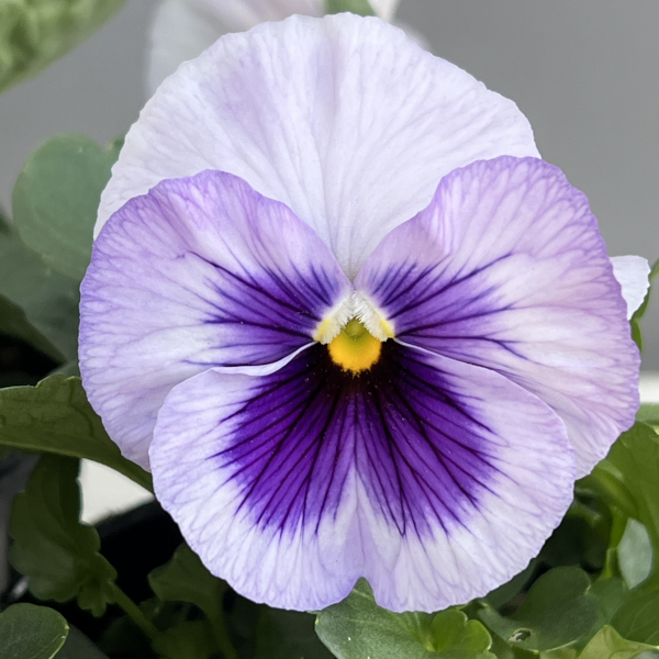 パンジー：デルタプロ（PRO） ラベンダーブルーシェード 3～3.5号ポット 2株セット