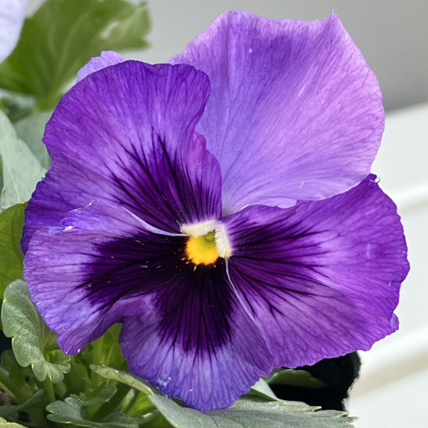 パンジー：デルタプロ（PRO） ラベンダーブルーシェード 3～3.5号ポット 2株セット