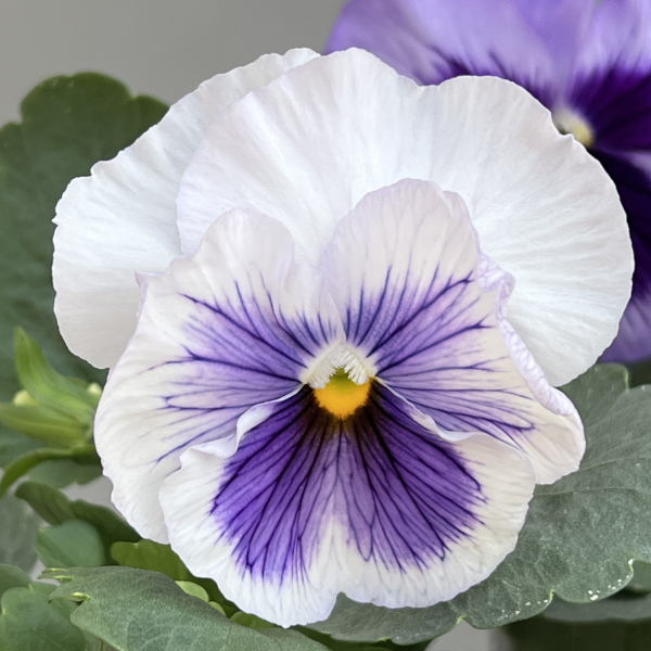 パンジー：デルタプロ（PRO） ラベンダーブルーシェード 3～3.5号ポット 2株セット