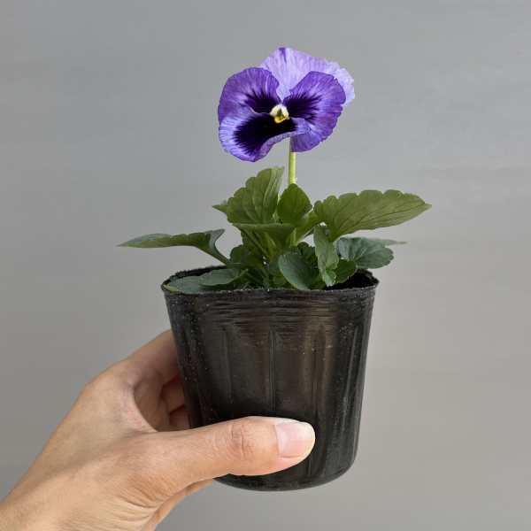 パンジー：デルタプロ（PRO） ラベンダーブルーシェード 3～3.5号ポット 2株セット