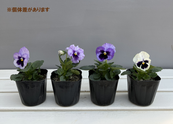パンジー：デルタプロ（PRO） ラベンダーブルーシェード 3～3.5号ポット 2株セット
