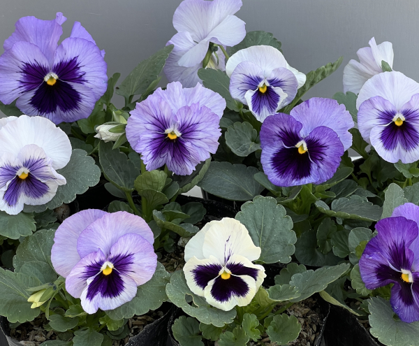 パンジー：デルタプロ（PRO） ラベンダーブルーシェード 3～3.5号ポット 2株セット