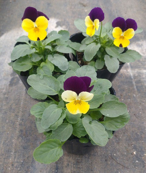 ビオラ:ソルベXP イエロージャンプアップ3-3.5号ポット