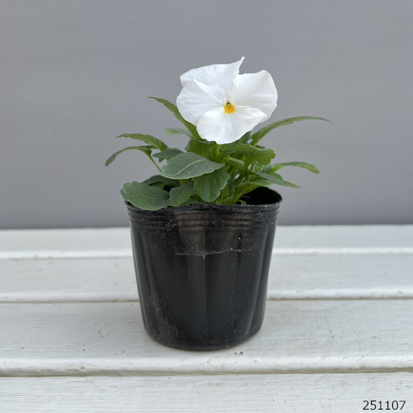 パンジー:よく咲くスミレ マシュマロ3-3.5号ポット