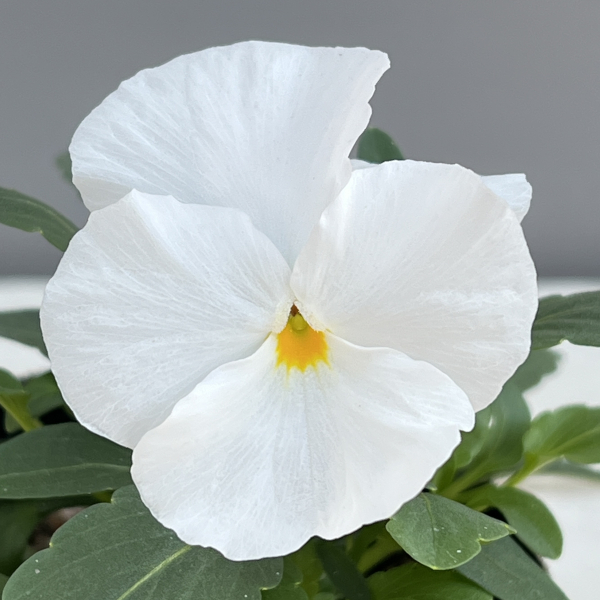 パンジー:よく咲くスミレ マシュマロ3-3.5号ポット