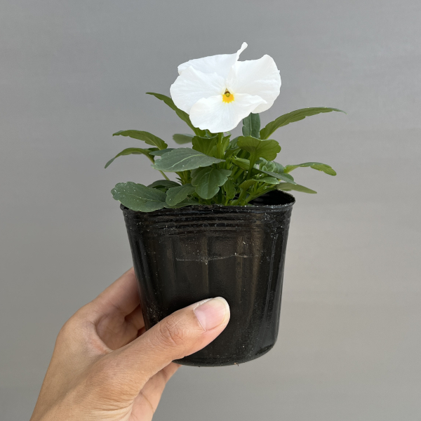 パンジー:よく咲くスミレ マシュマロ3-3.5号ポット