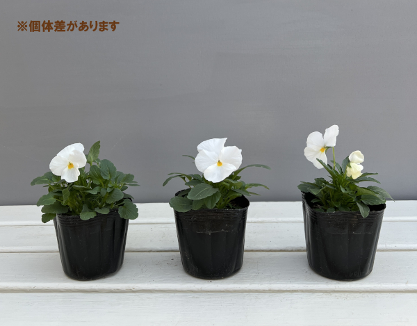 パンジー:よく咲くスミレ マシュマロ3-3.5号ポット