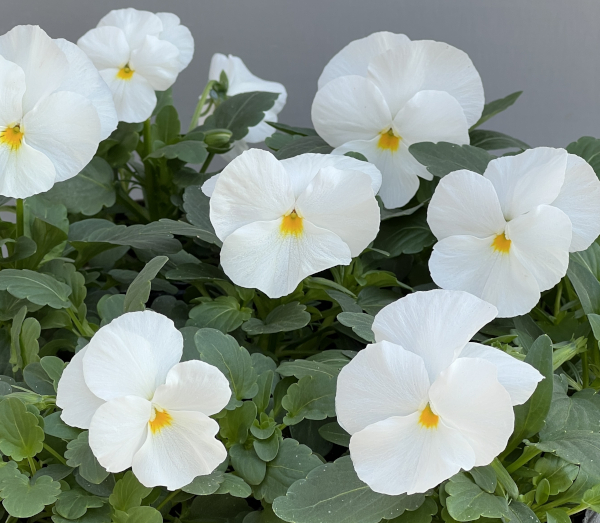 パンジー:よく咲くスミレ マシュマロ3-3.5号ポット