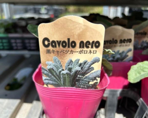 黒キャベツ:カーボロネロ3.5号ポット