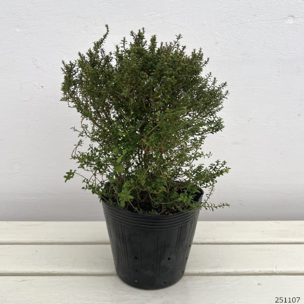 プリペット・グリーングローバル5号ポット