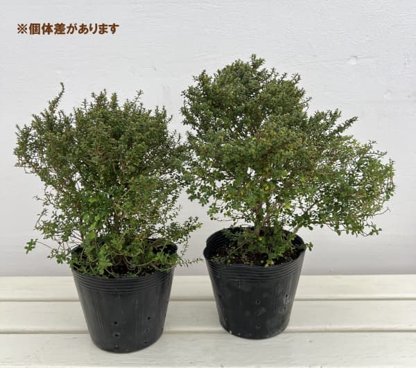 プリペット・グリーングローバル5号ポット