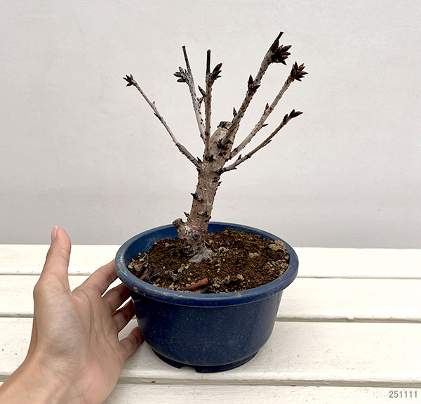 桜橘　正絹　大　御殿花　藤賢作 桜橘 正絹 大 御殿花 藤賢作 桜橘 正絹 大 御殿花 藤賢作 検索結果