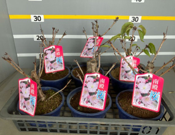 桜（サクラ）：南殿（ナデンザクラ）盆栽仕立て5号鉢植え