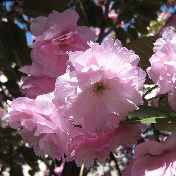 桜（サクラ）：南殿（ナデンザクラ）盆栽仕立て5号鉢植え