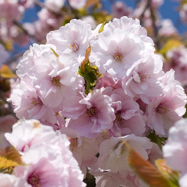 桜（サクラ）：南殿（ナデンザクラ）盆栽仕立て5号鉢植え