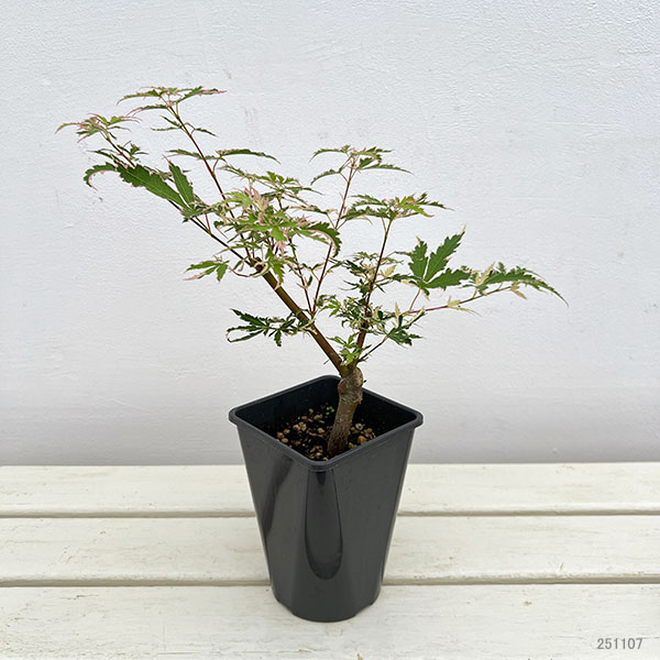 モミジ：羽衣（ハゴロモ）4号ポット