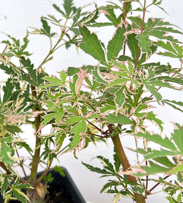 モミジ：羽衣（ハゴロモ）4号ポット