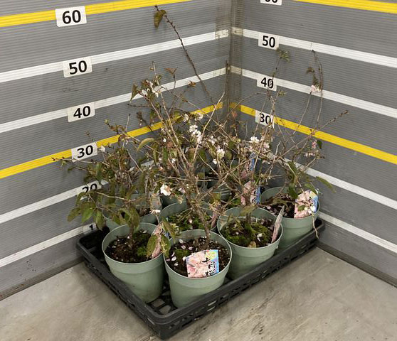 桜(サクラ):十月桜(ジュウガツザクラ)5号鉢植え