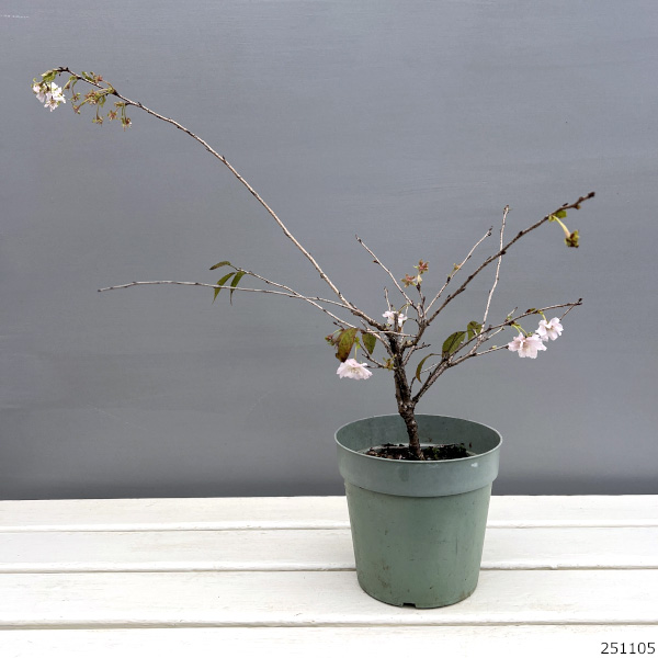 桜（サクラ）：十月桜（ジュウガツザクラ）5号鉢植え