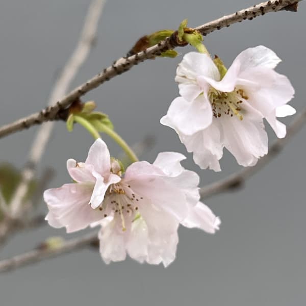 桜（サクラ）：十月桜（ジュウガツザクラ）5号鉢植え