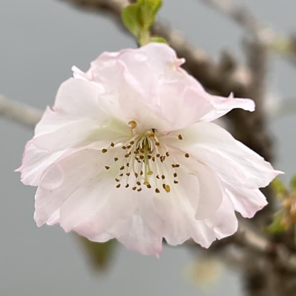 桜（サクラ）：十月桜（ジュウガツザクラ）5号鉢植え