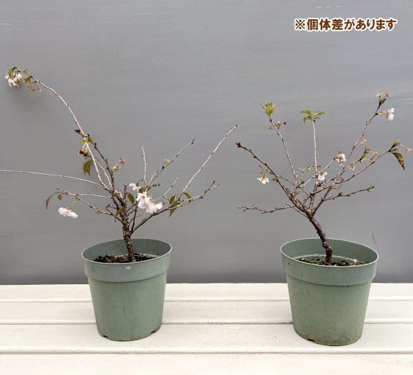 桜（サクラ）：十月桜（ジュウガツザクラ）5号鉢植え