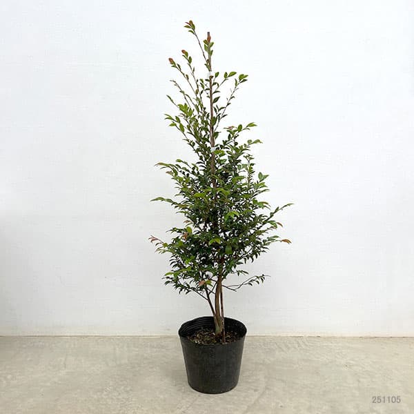 ツバキ（椿）：ルッチェンシス6号ポット