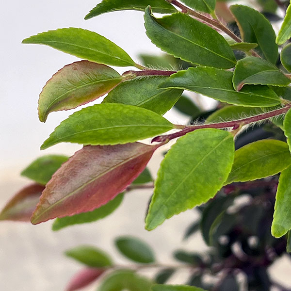 ツバキ（椿）：ルッチェンシス6号ポット