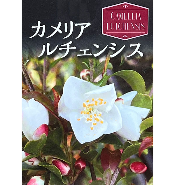 ツバキ（椿）：ルッチェンシス6号ポット