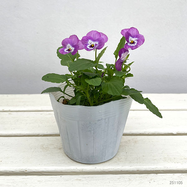 ビオラ：ピエナ　ライラックピコティ 3-3.5号ポット