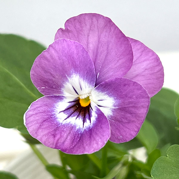 ビオラ：ピエナ　ライラックピコティ 3-3.5号ポット