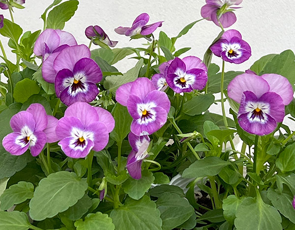 園芸ネット本店｜ビオラ：ピエナ ライラックピコティ 3-3.5号ポット の