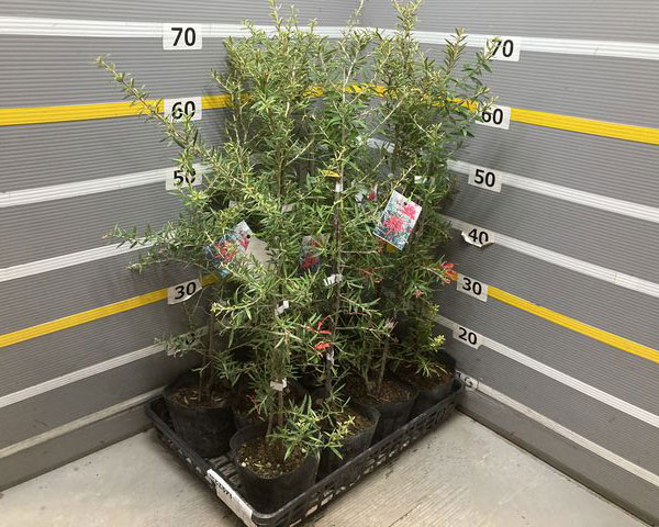 グレビレア:プーリンダクイーン(赤)4.5号ポット