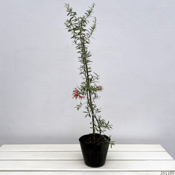 グレビレア：プーリンダクイーン（赤）4.5号ポット