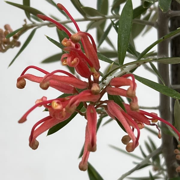 グレビレア：プーリンダクイーン（赤）4.5号ポット