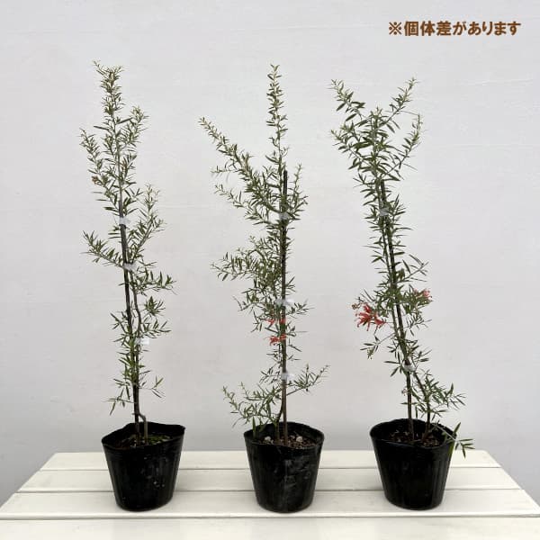 グレビレア：プーリンダクイーン（赤）4.5号ポット