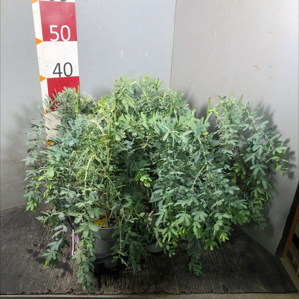 アカシア:シダレ ミモザ4号鉢植え