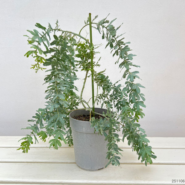アカシア：シダレ ミモザ4号鉢植え