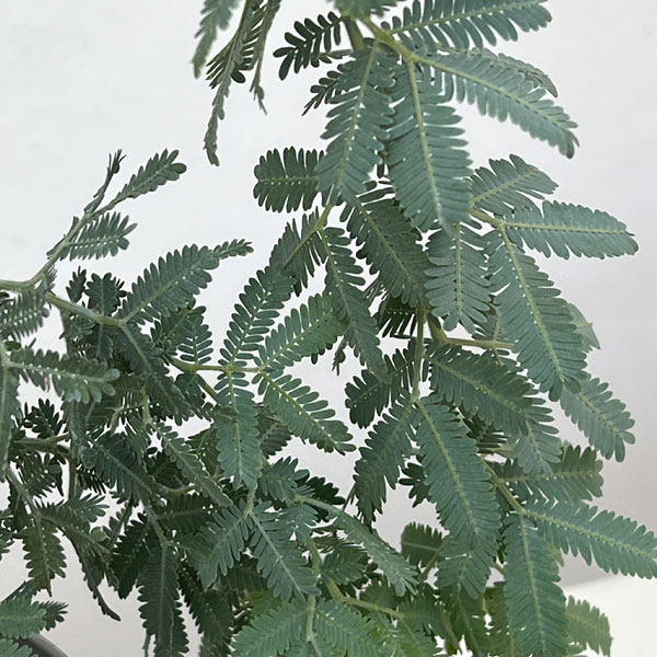 アカシア：シダレ ミモザ4号鉢植え