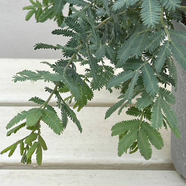 アカシア：シダレ ミモザ4号鉢植え