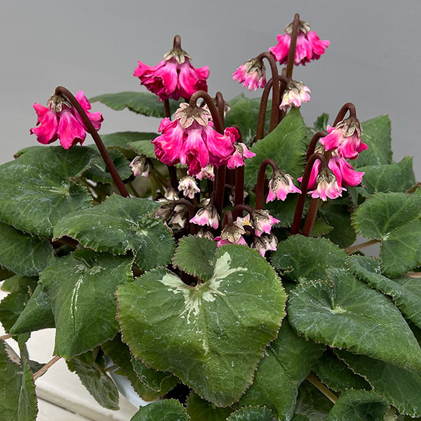 園芸ネット本店｜シクラメン：大内園芸さんの天使のはね 極上弁化株