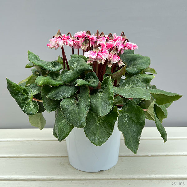 シクラメン:大内園芸さんの天使のはね 極上弁化株シリーズ(25-07)5号鉢植え【現品販売】