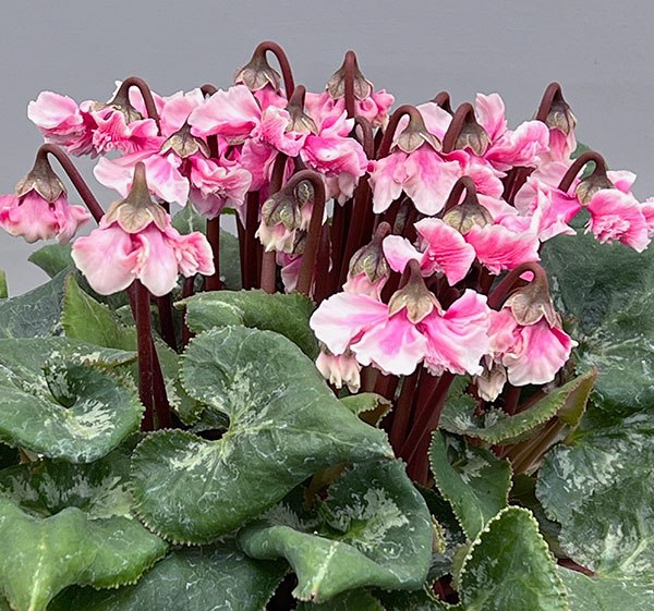 シクラメン:大内園芸さんの天使のはね 極上弁化株シリーズ(25-07)5号鉢植え【現品販売】